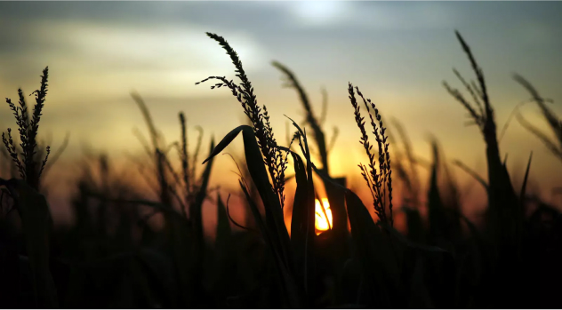 field of wheat during sunset